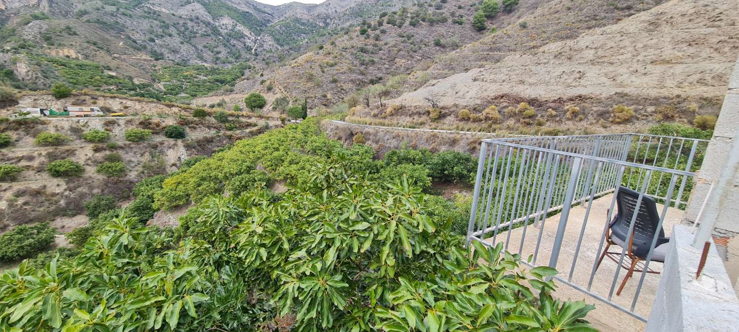 Farmhouse for sale with 25,000 m² of avocados