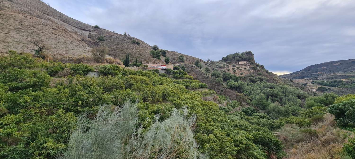 Farmhouse for sale with 25,000 m² of avocados