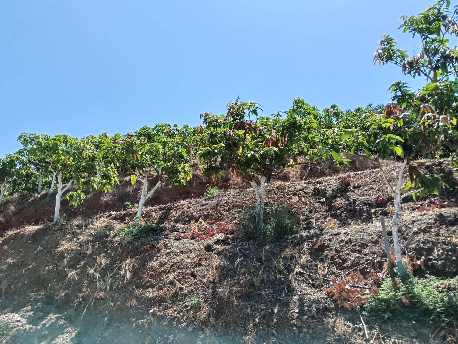Se vende cortijo con 36000 m² de mangos en producción