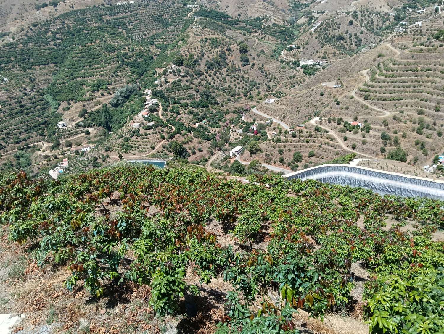 Se vende cortijo con 36000 m² de mangos en producción