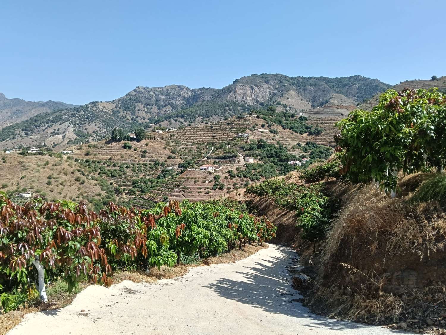 Se vende cortijo con 36000 m² de mangos en producción