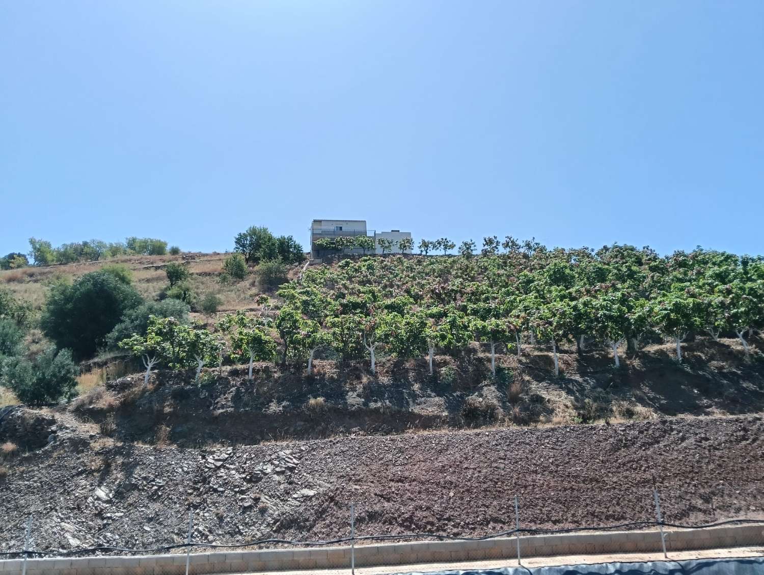Se vende cortijo con 36000 m² de mangos en producción
