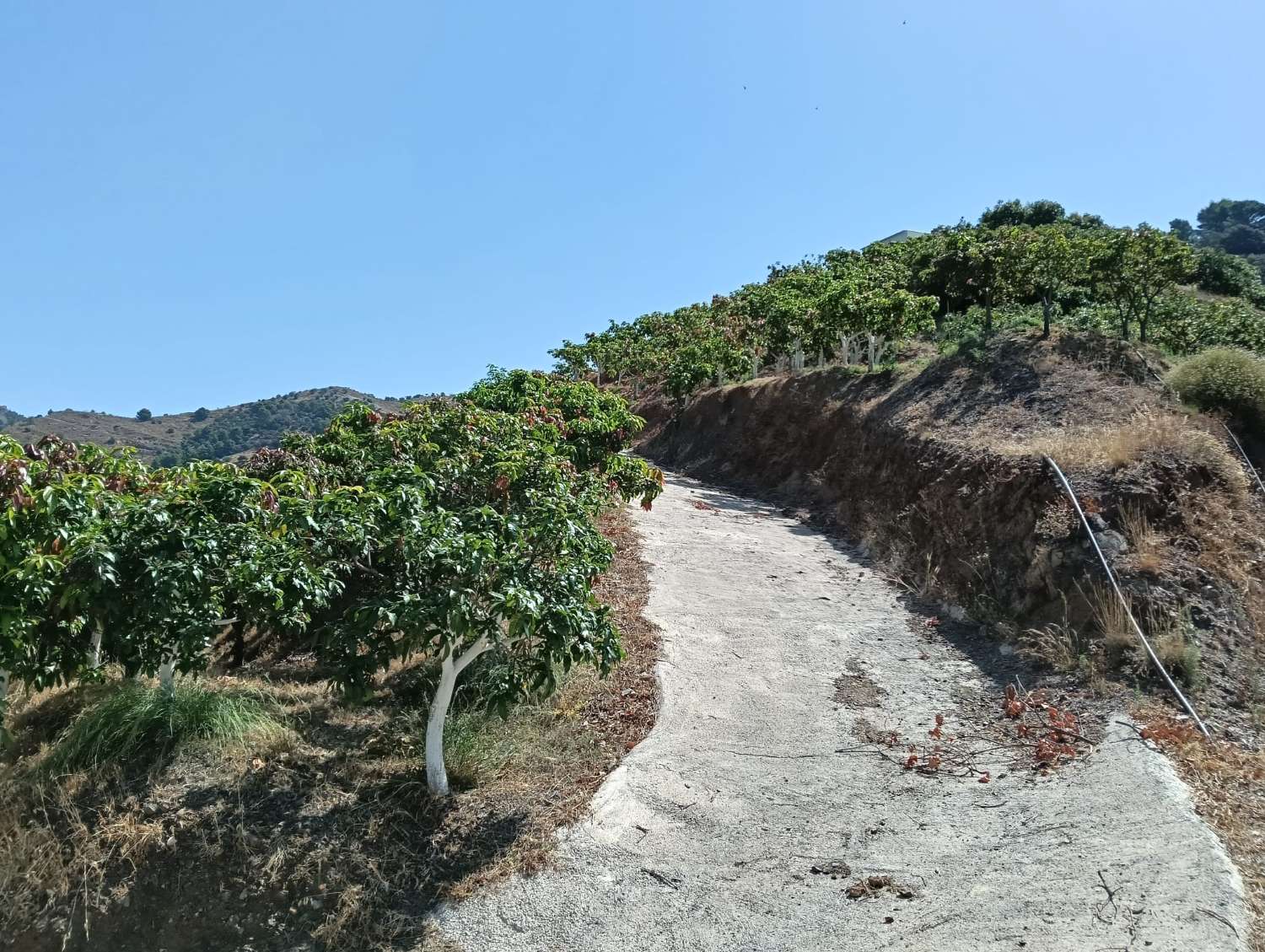 Se vende cortijo con 36000 m² de mangos en producción