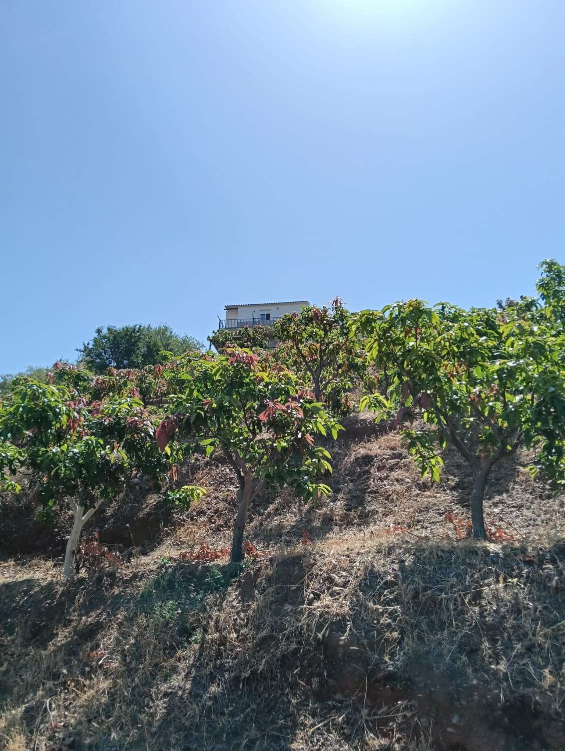Se vende cortijo con 36000 m² de mangos en producción