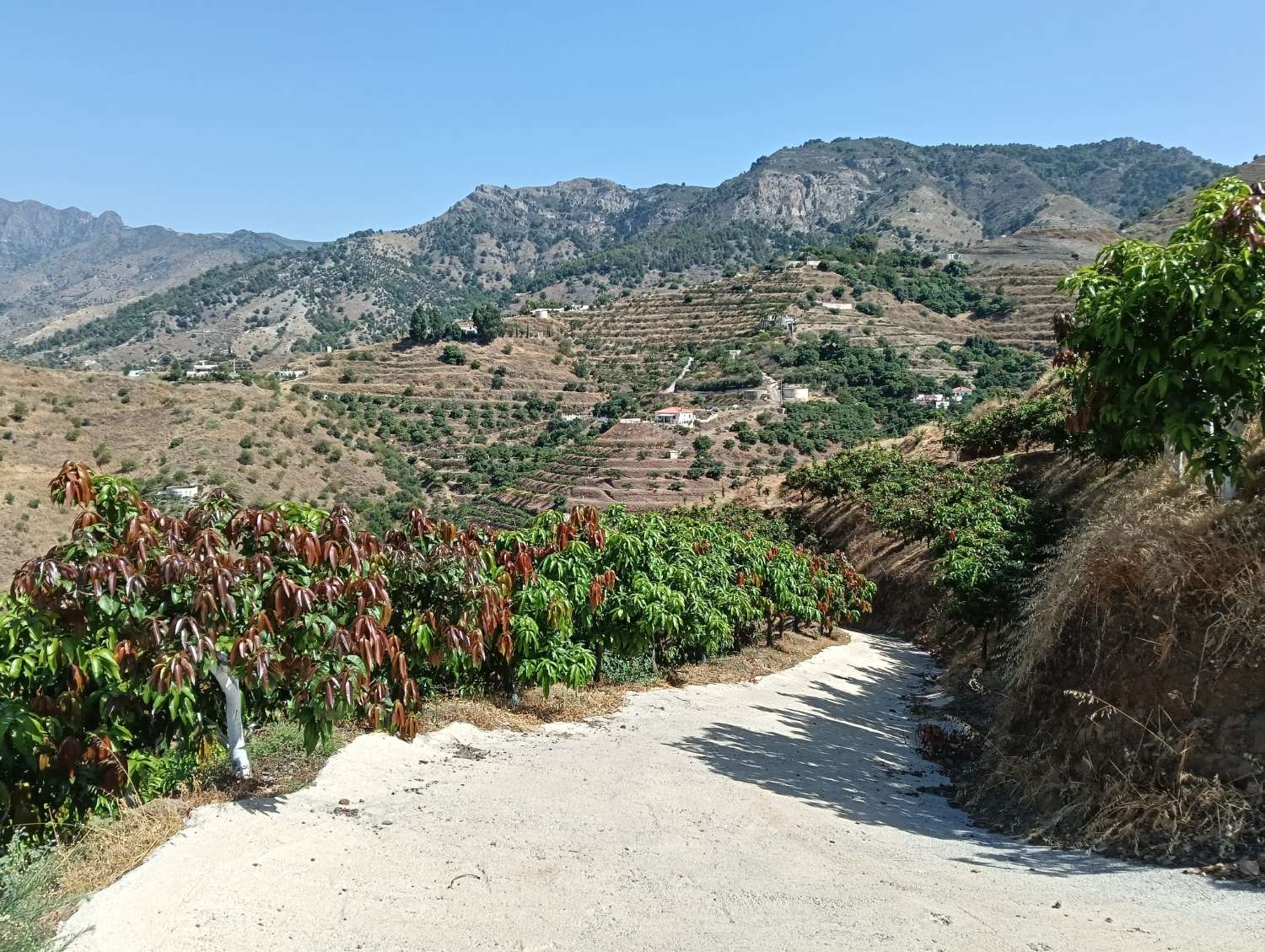 Se vende cortijo con 36000 m² de mangos en producción