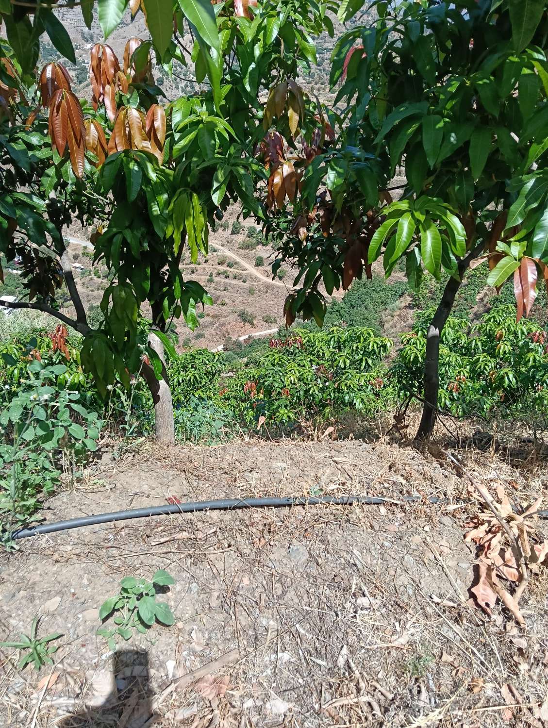 Se vende cortijo con 36000 m² de mangos en producción