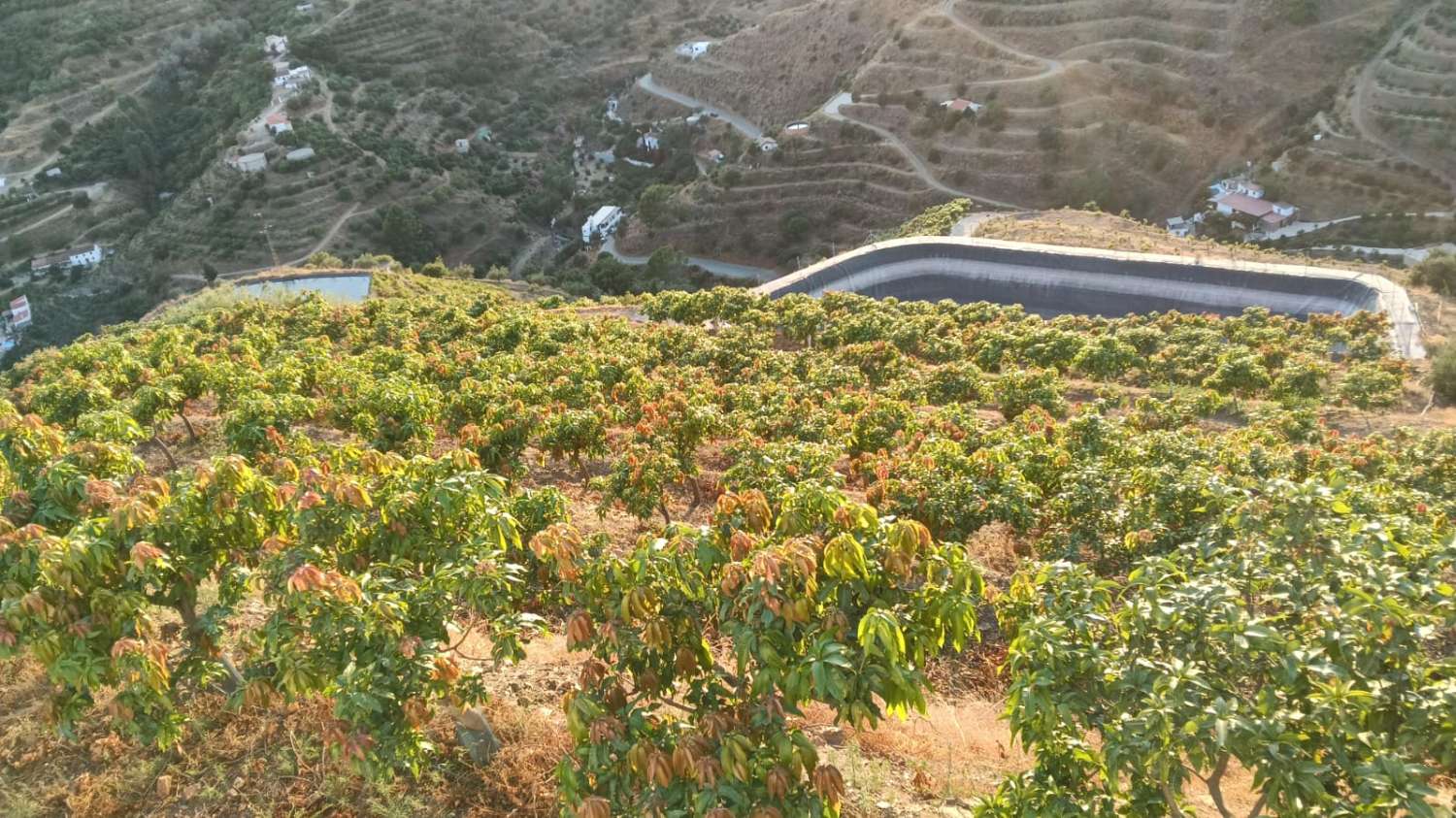 Se vende cortijo con 36000 m² de mangos en producción