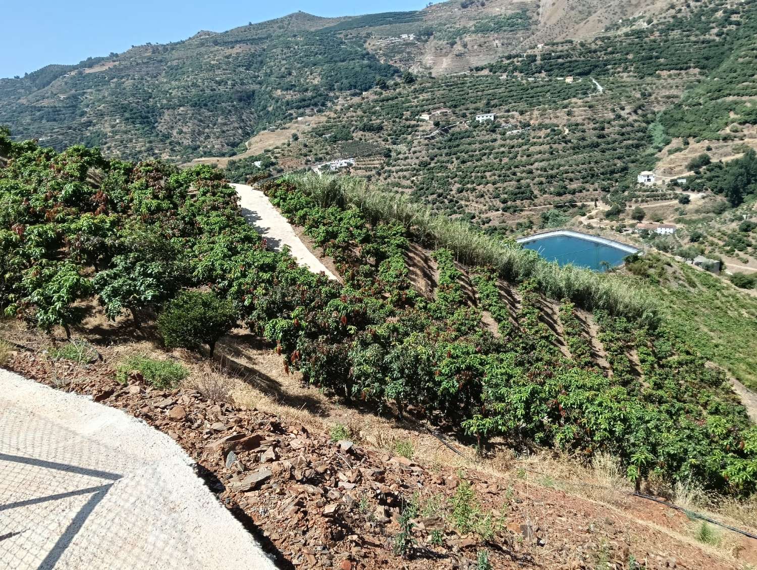 Se vende cortijo con 36000 m² de mangos en producción