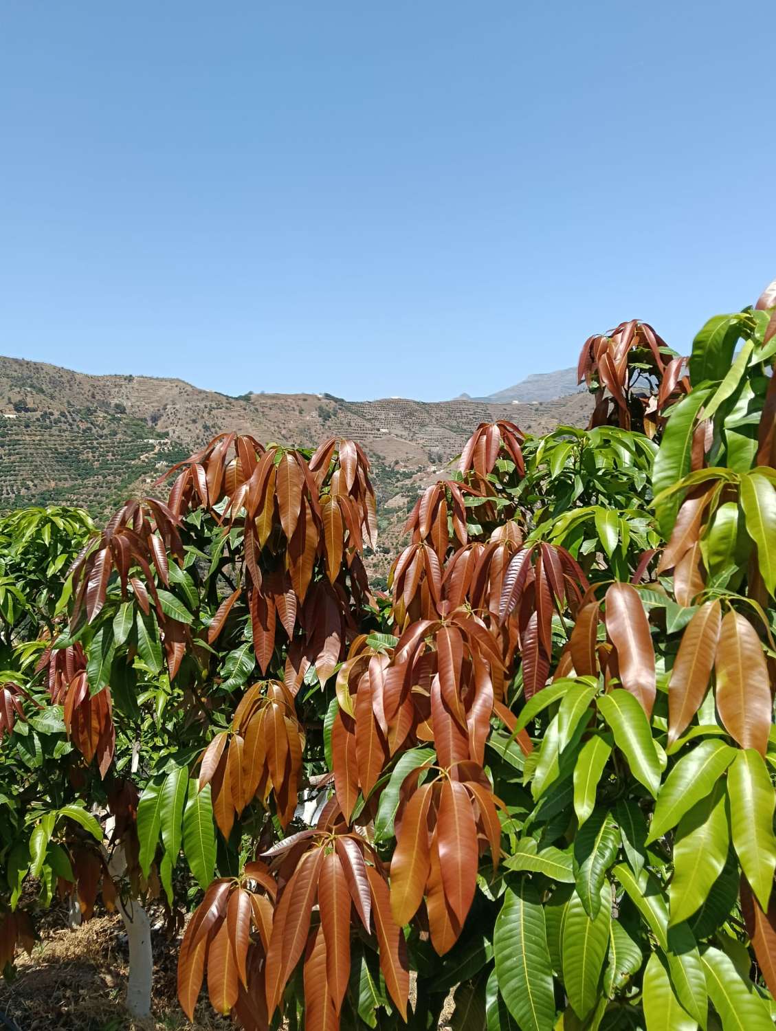 Se vende cortijo con 36000 m² de mangos en producción