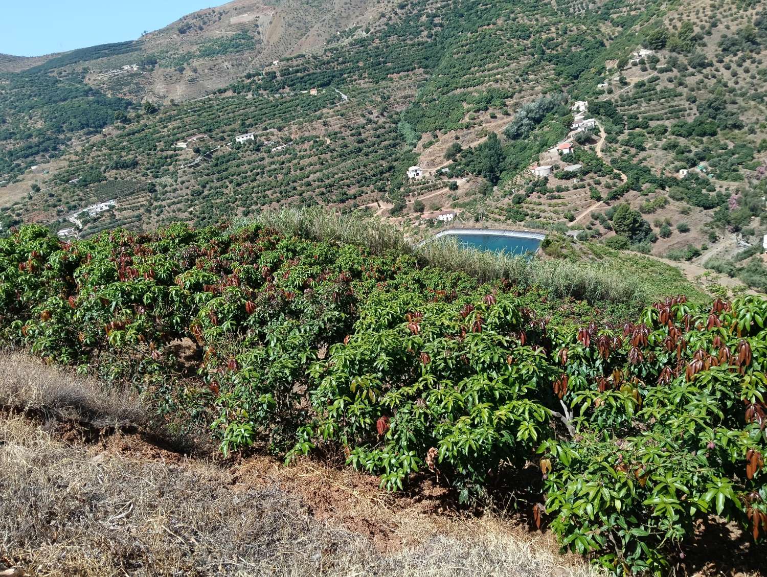 Se vende cortijo con 36000 m² de mangos en producción