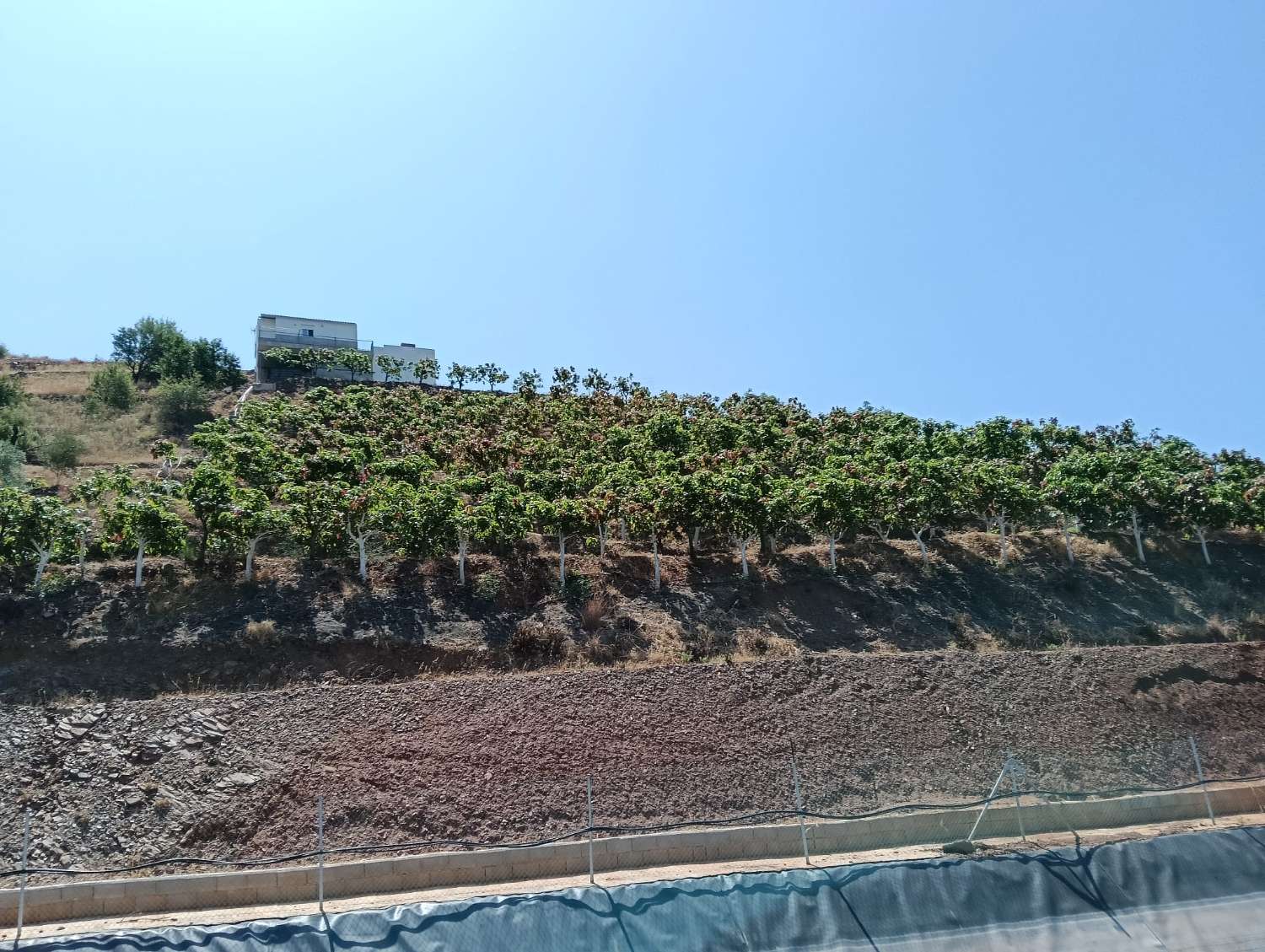 Se vende cortijo con 36000 m² de mangos en producción