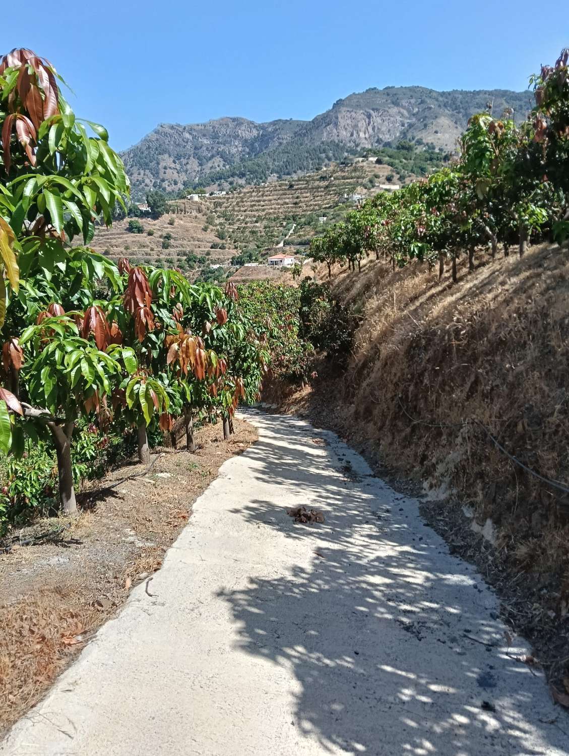 Se vende cortijo con 36000 m² de mangos en producción