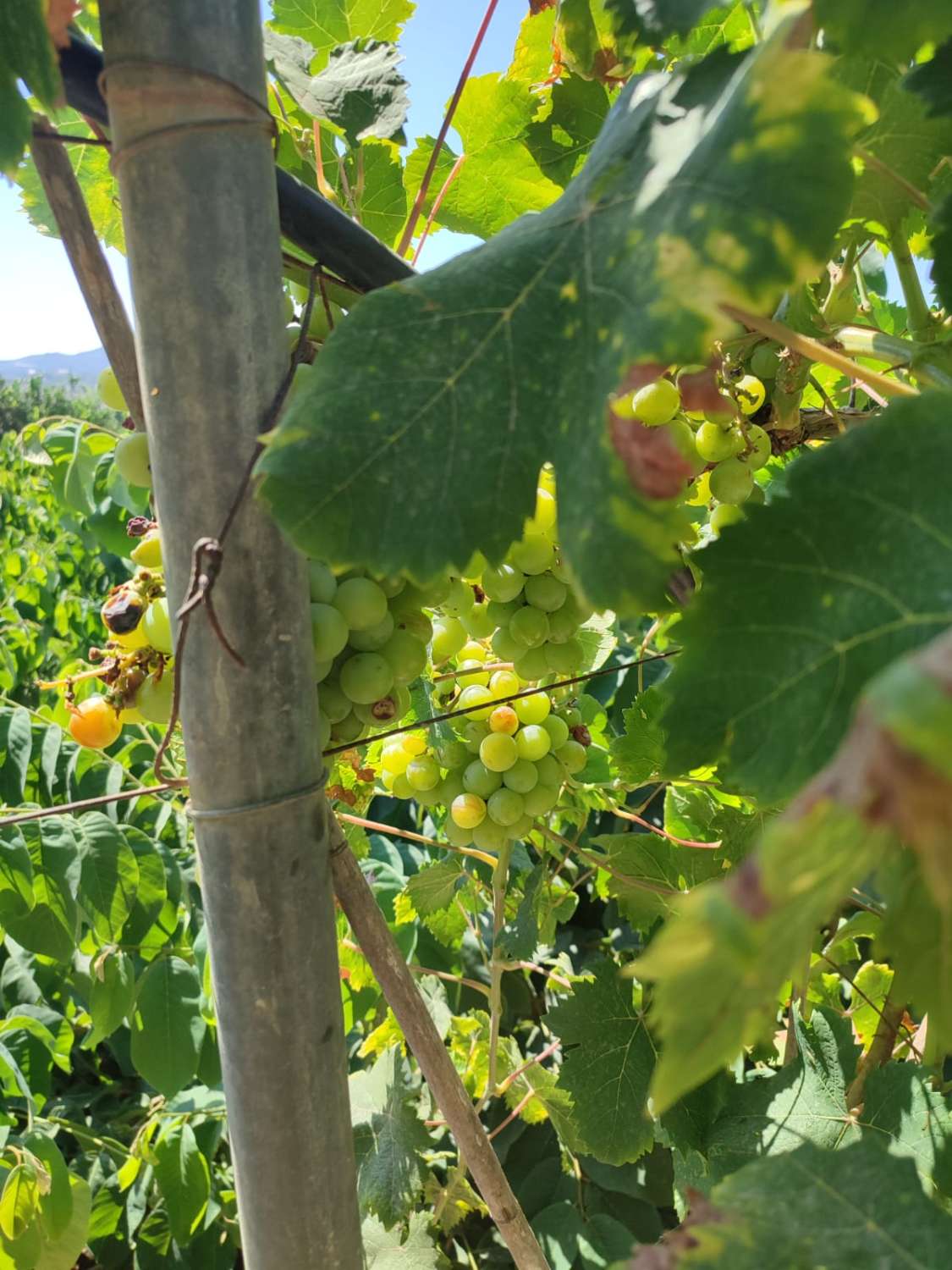 Se venden 7 marjales de terreno con cortijo y corral