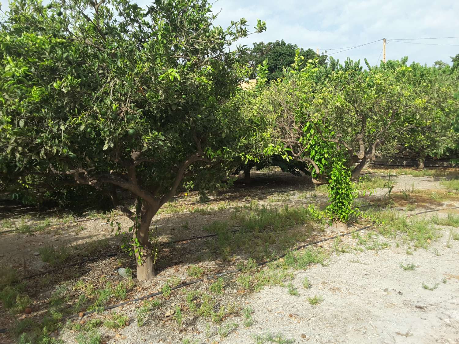7 marjales of land with farmhouse and corral are sold