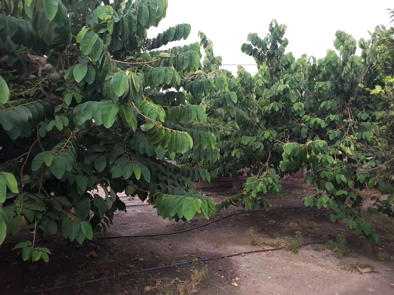 Se venden 7 marjales de terreno con cortijo y corral