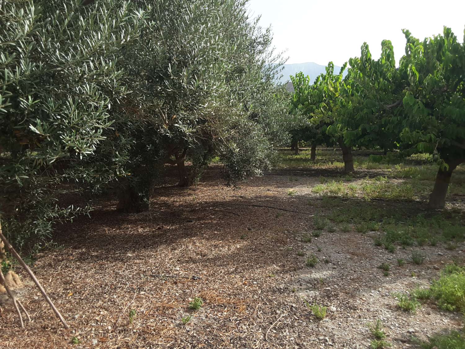 Se venden 7 marjales de terreno con cortijo y corral