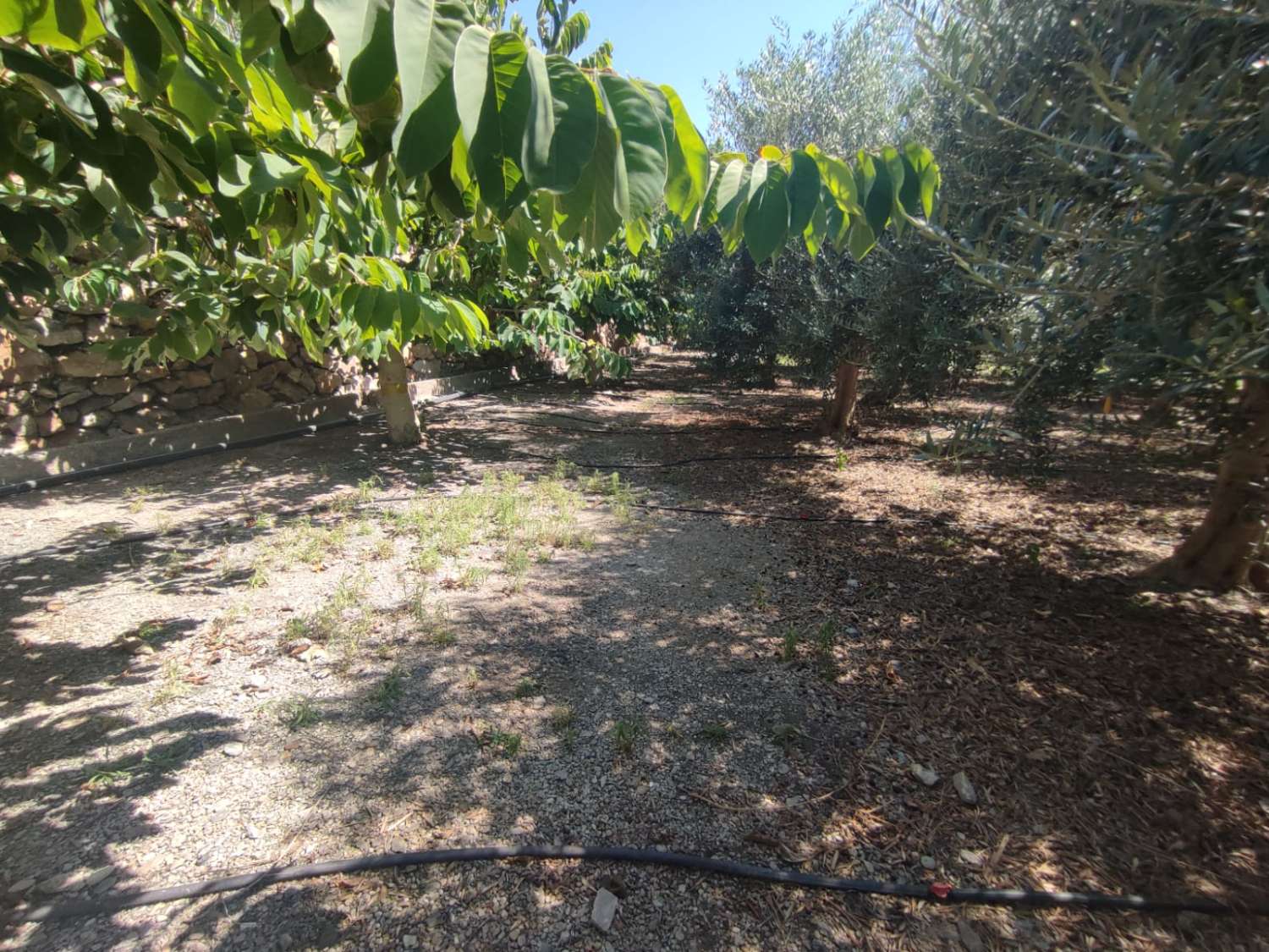 Si vendono 7 marjales di terreno con casale e recinto