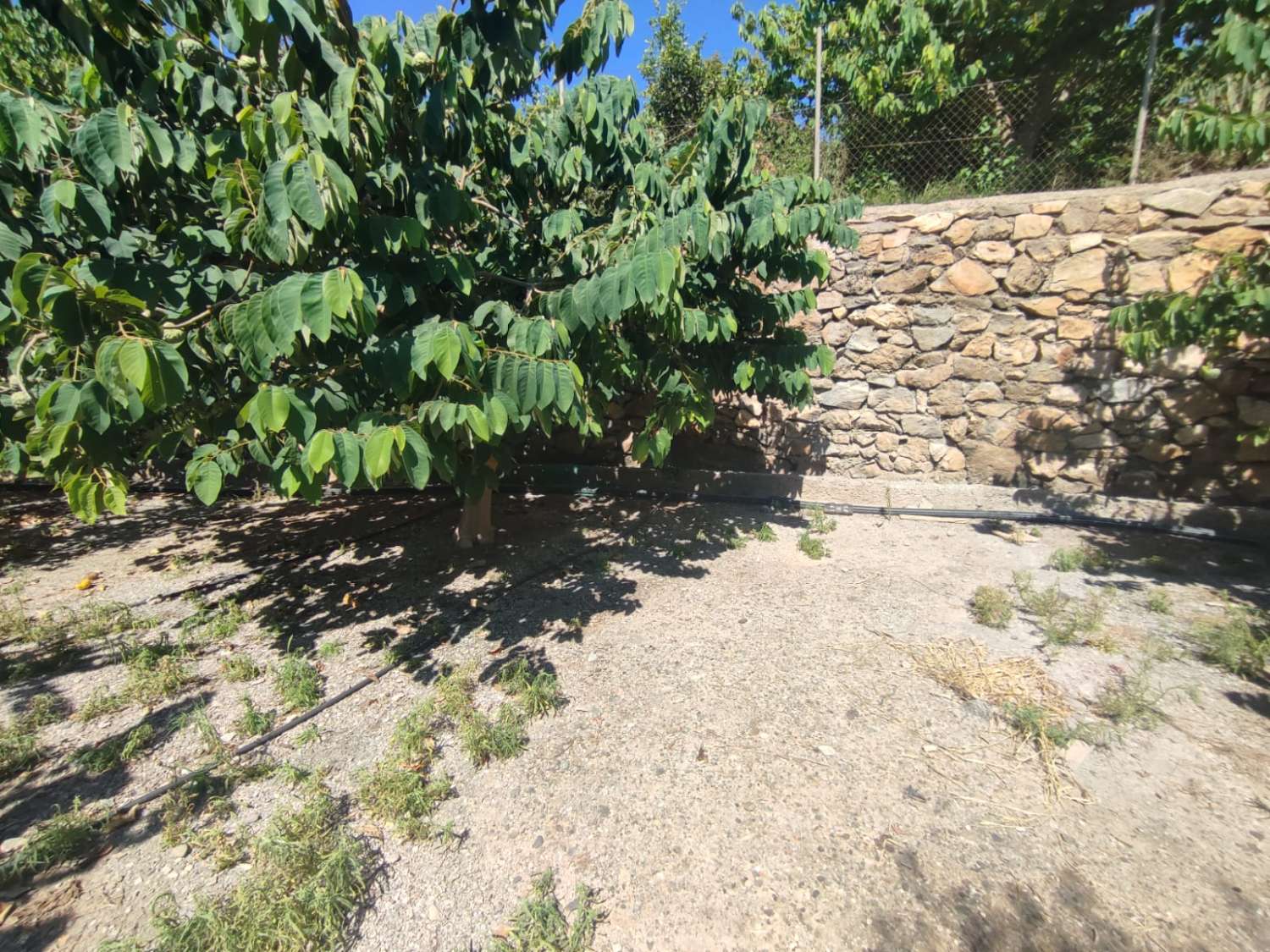 Si vendono 7 marjales di terreno con casale e recinto