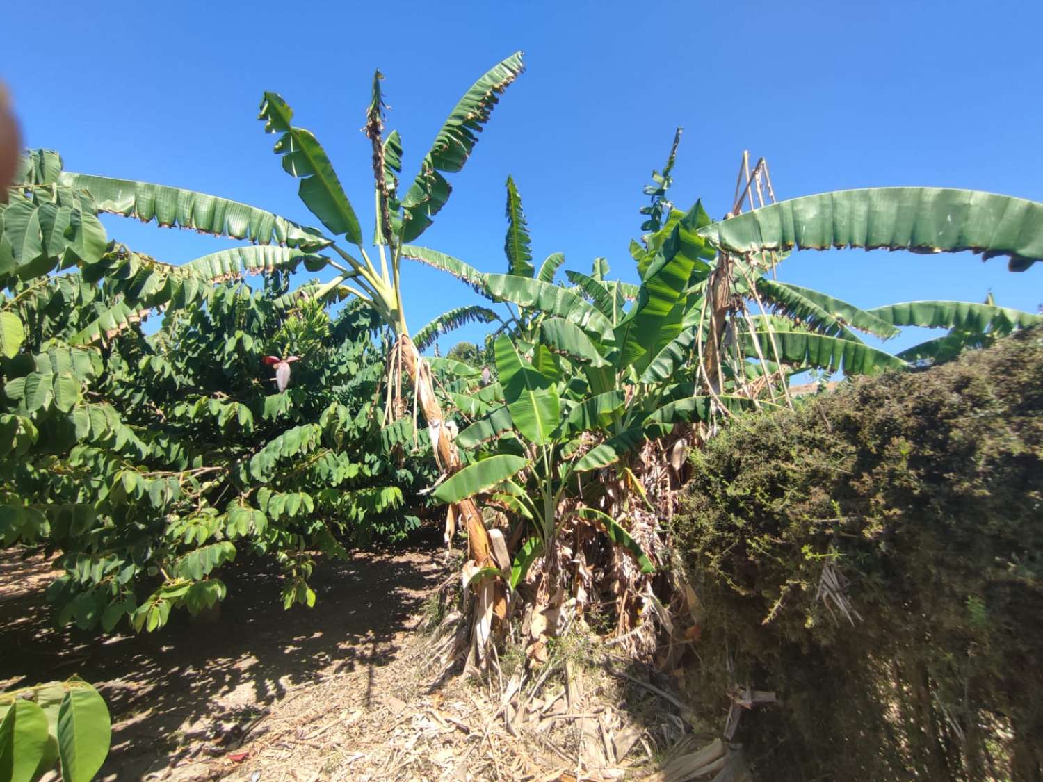 Si vendono 7 marjales di terreno con casale e recinto