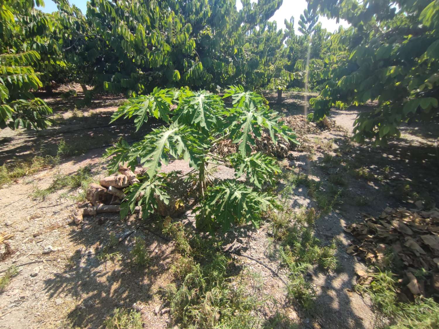 Se venden 7 marjales de terreno con cortijo y corral