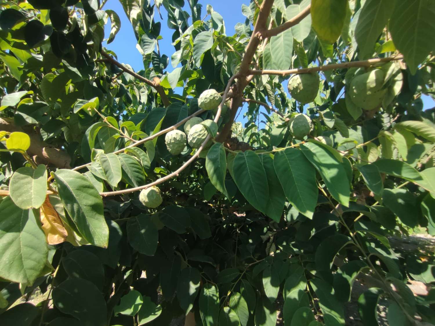 Se venden 7 marjales de terreno con cortijo y corral