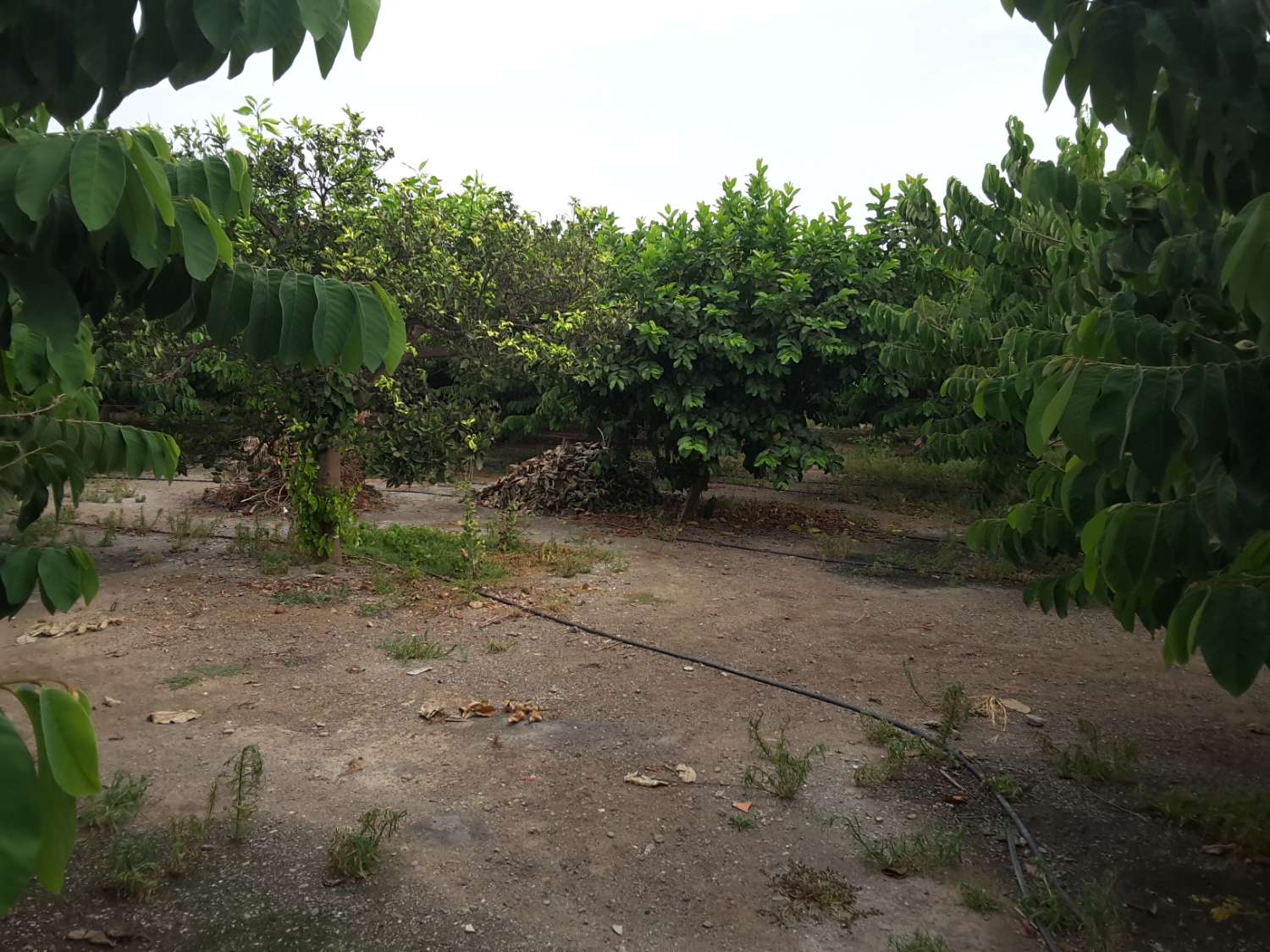 7 marjales of land with farmhouse and corral are sold