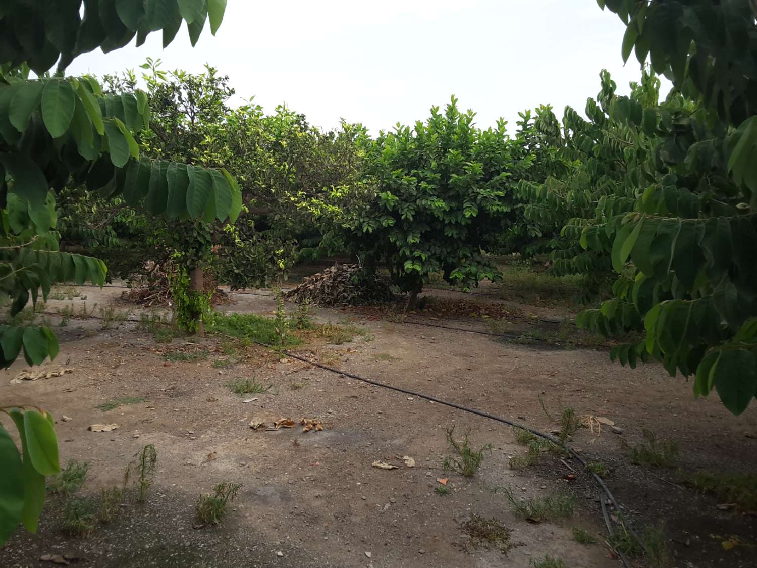 Si vendono 7 marjales di terreno con casale e recinto