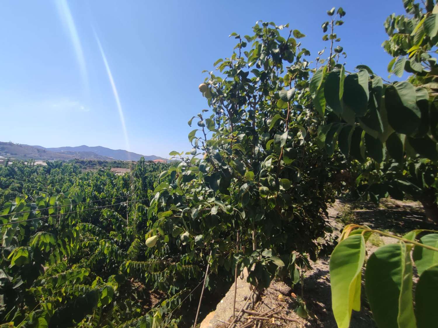 7 marjales de terrain avec ferme et corral sont vendus