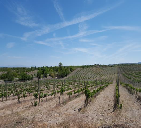 Landsbygdshus-cortijo, lager och gård på 50 Ha.