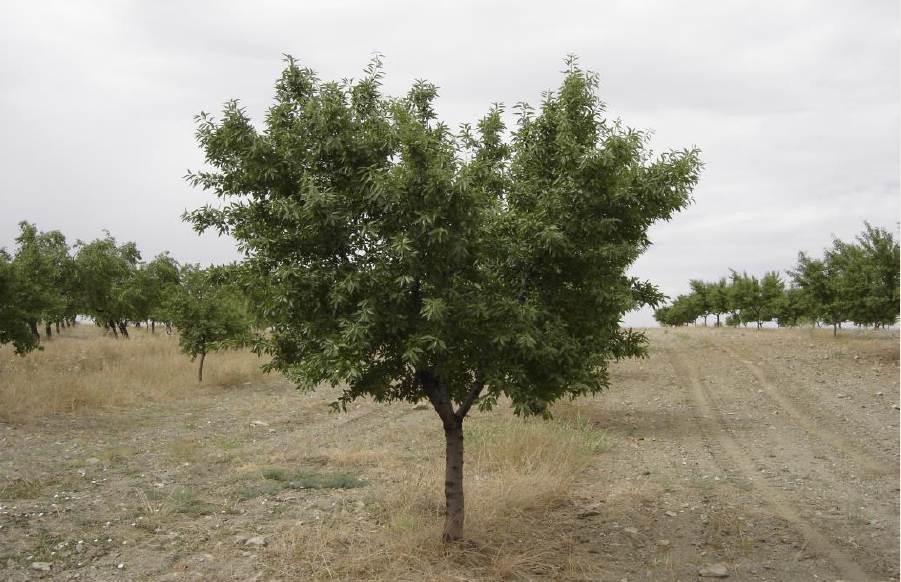 Landsbygdshus-cortijo, lager och gård på 50 Ha.