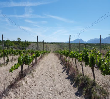 Landhäuser-Cortijo, Lager und Bauernhof von 50 ha.