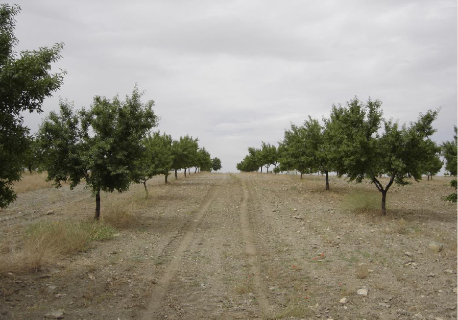 Landsbygdshus-cortijo, lager och gård på 50 Ha.