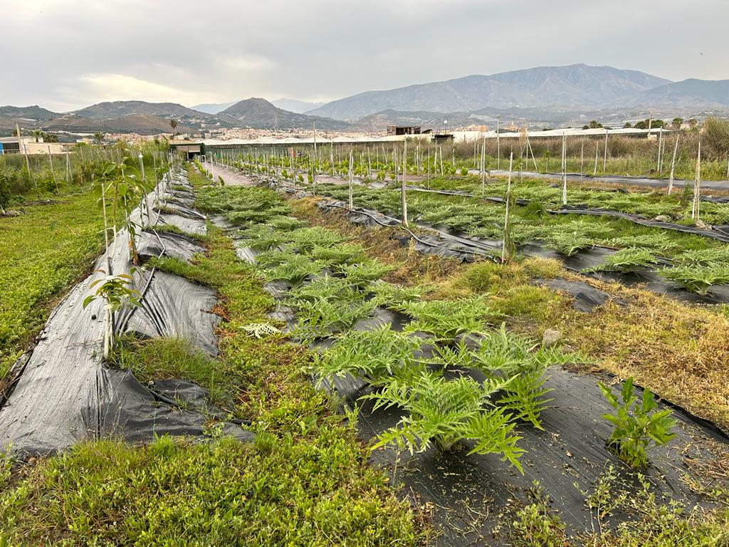 Terreno rustico in vendita a Motril