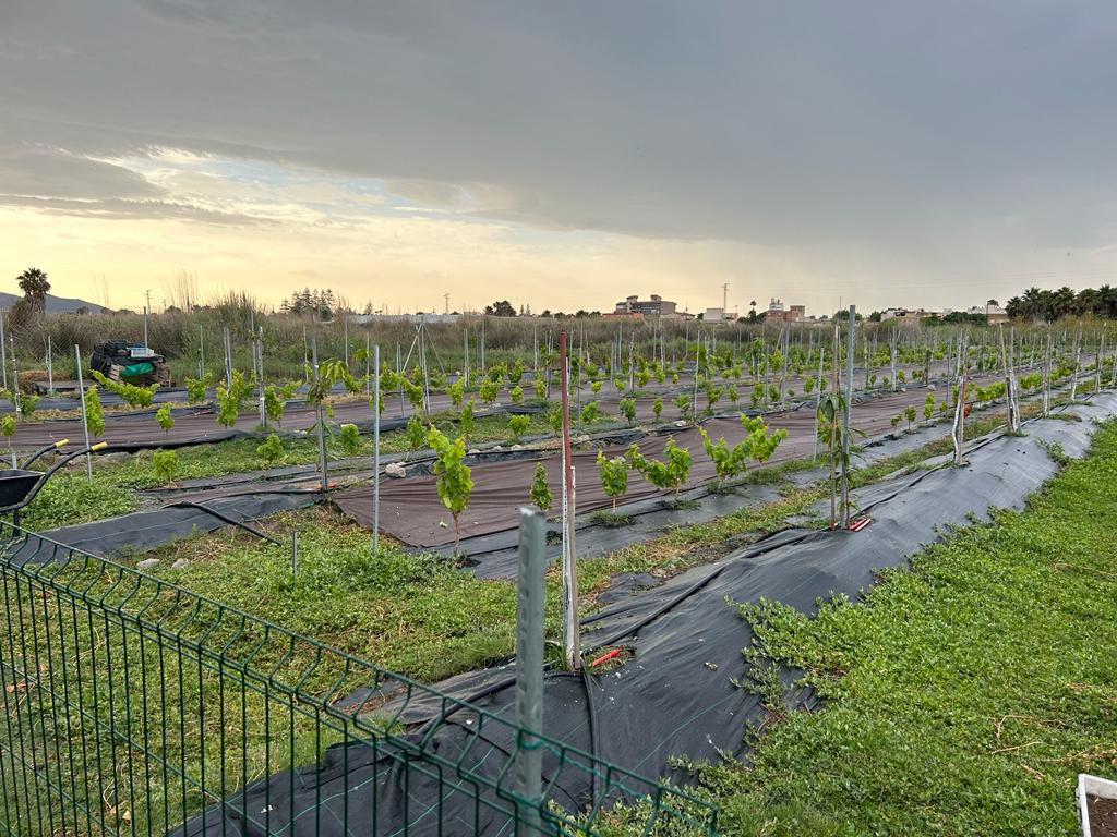 Terreno rustico in vendita a Motril