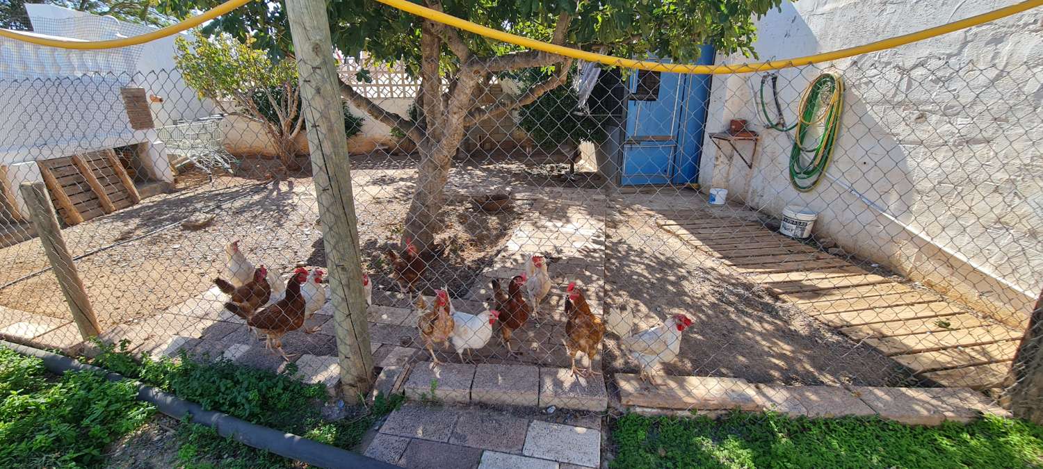 Boerderij te koop met 4000 m² grond