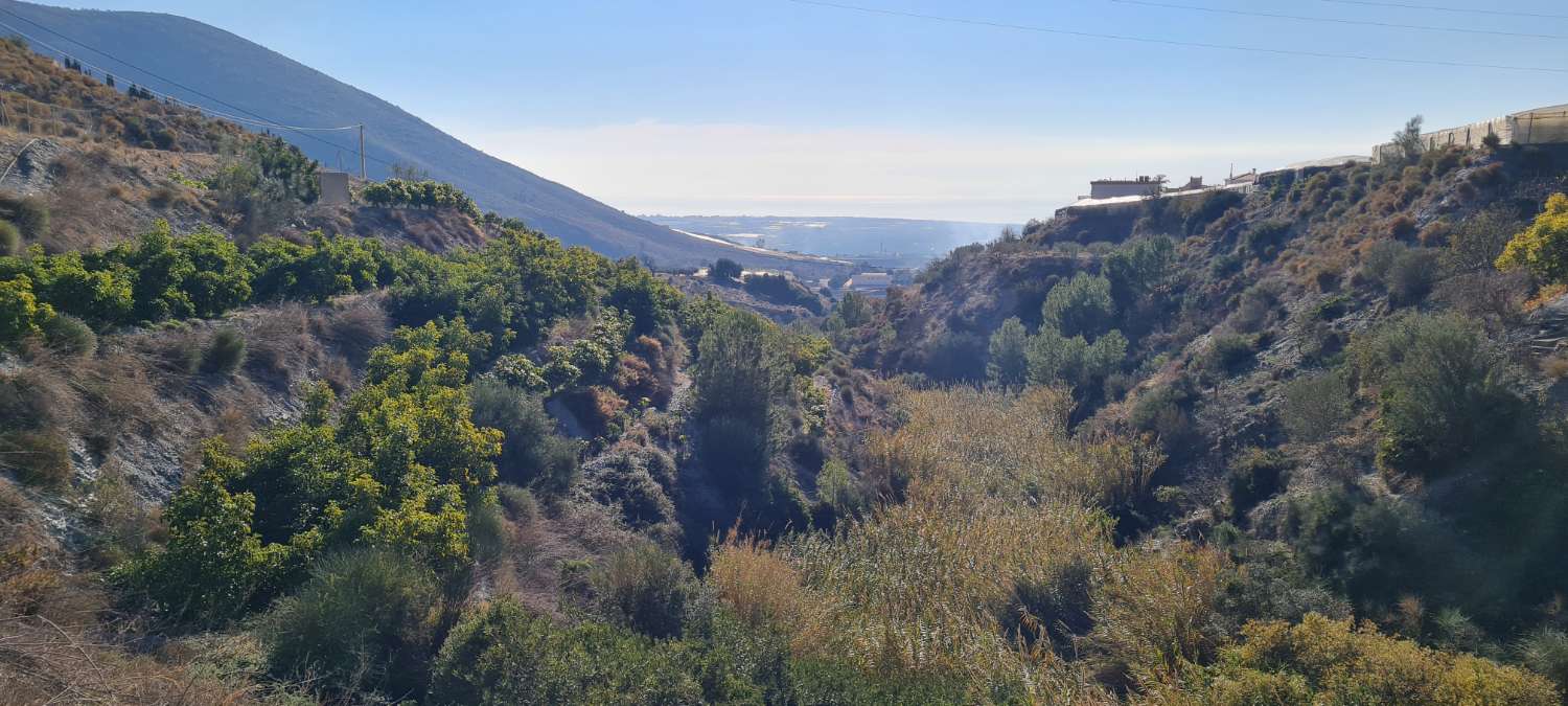 Terrain à vendre pour culture à Molvizar