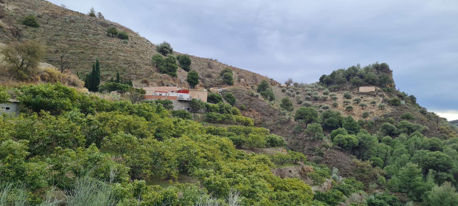 Se vende cortijo con 25000 m² de aguacates