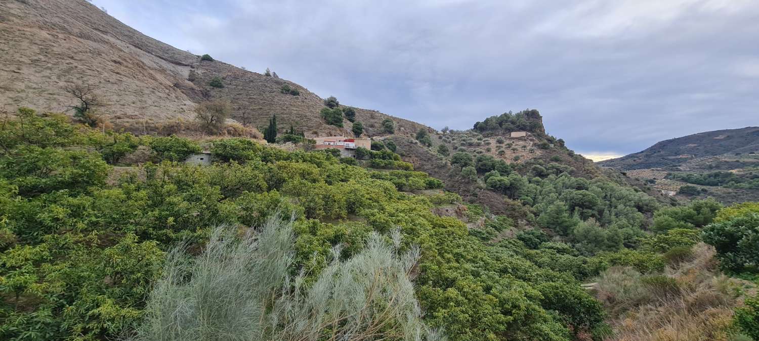 Se vende cortijo con 25000 m² de aguacates