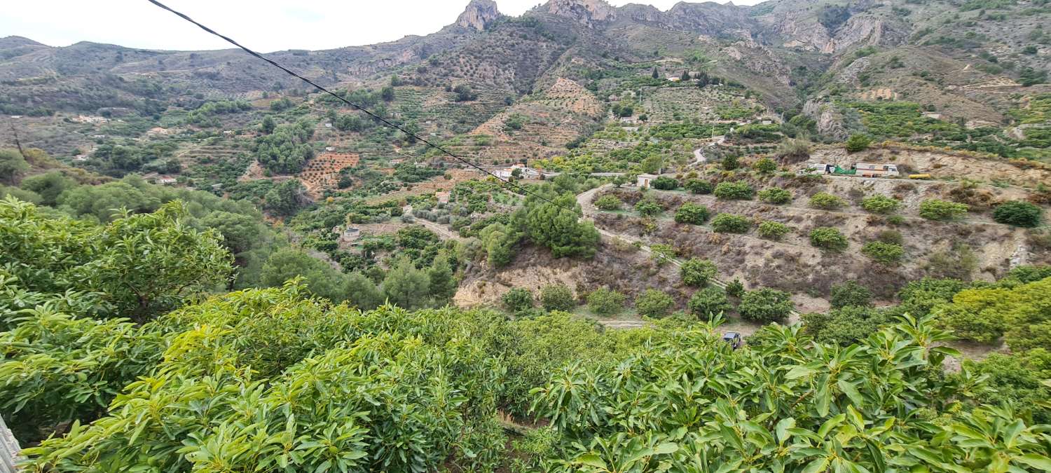 Se vende cortijo con 25000 m² de aguacates