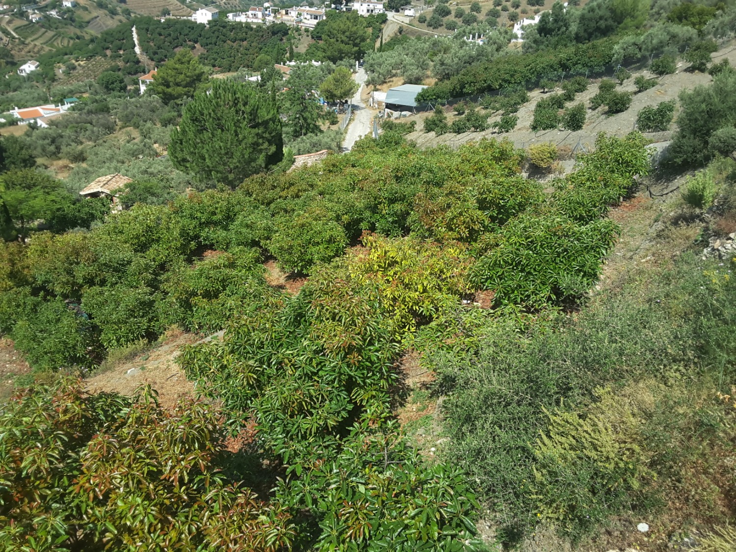 Frigiliana, for sale house with 7 bedrooms and a plot of 5500 m2